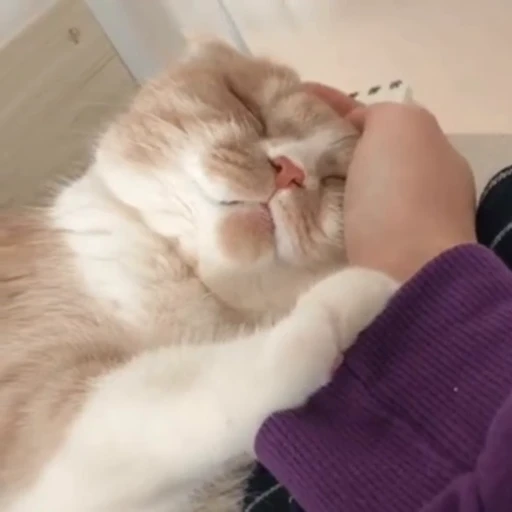 🐈 Стикер «? Cats» для Telegram