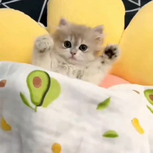 🐈 Стикер «? Cats» для Telegram