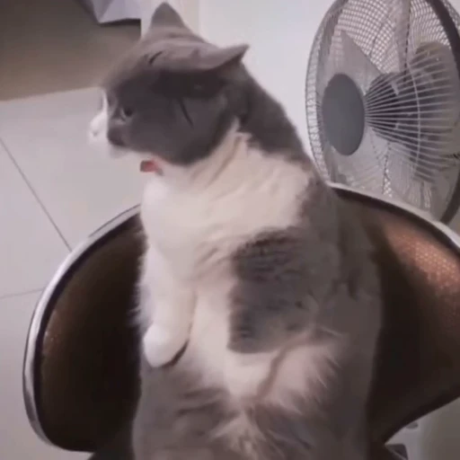 🐈 Стикер «? Cats» для Telegram