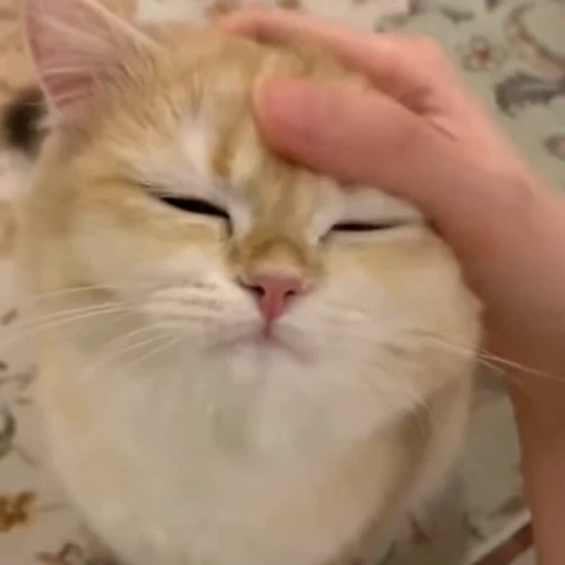 🐈 Стикер «? Cats» для Telegram