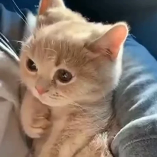 🐈 Стикер «? Cats» для Telegram