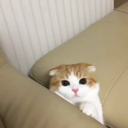 🐈 Стикер «? Cats» для Telegram