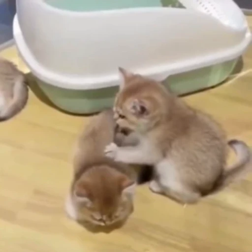 🐈 Стикер «? Cats» для Telegram