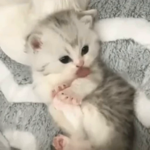 🐈 Стикер «? Cats» для Telegram