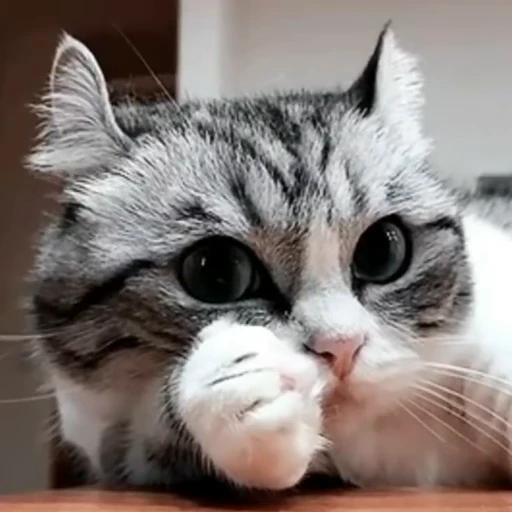 🐈 Стикер «? Cats» для Telegram