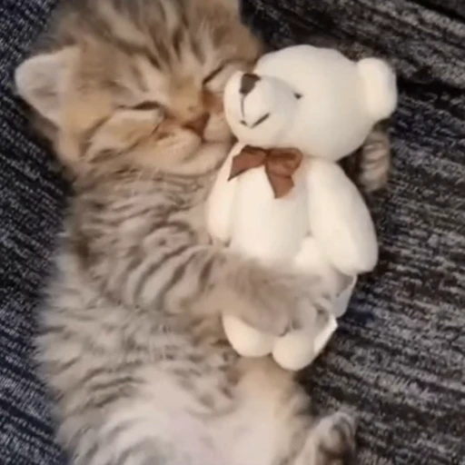 🐈 Стикер «? Cats» для Telegram