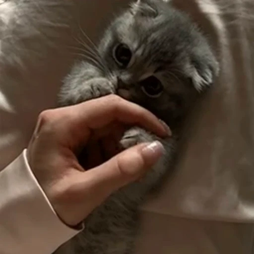 🐈 Стикер «? Cats» для Telegram