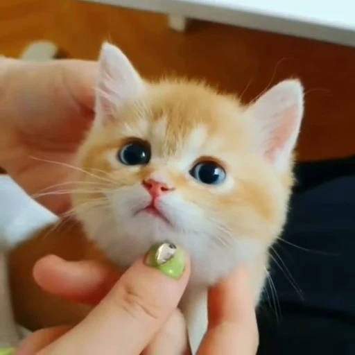 🐈 Стикер «? Cats» для Telegram