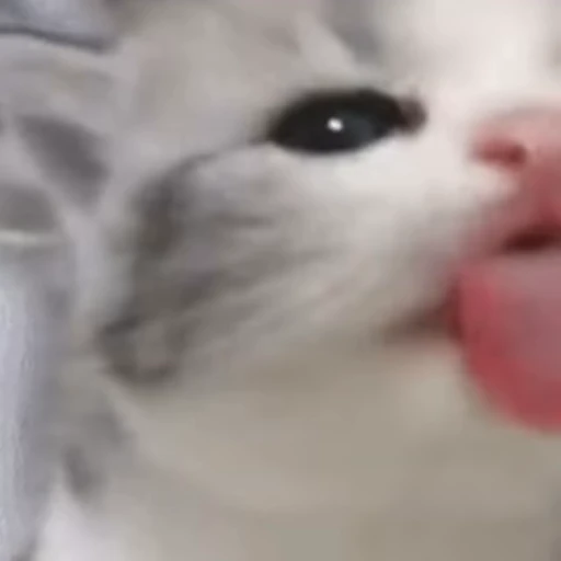 Стикерпак ? Cats для Telegram