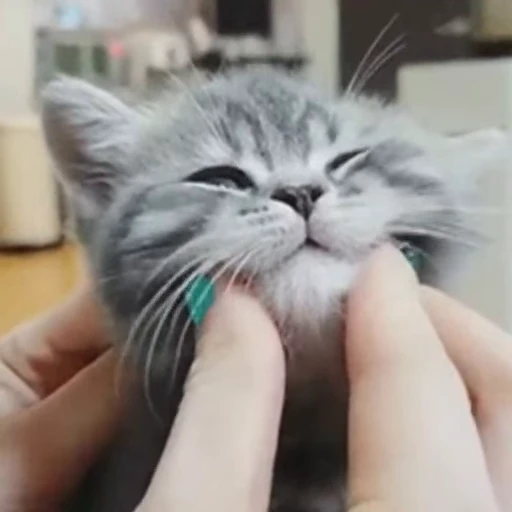 🐈 Стикер «? Cats» для Telegram