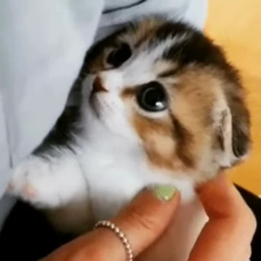 🐈 Стикер «? Cats» для Telegram