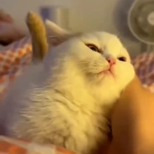 🐈 Стикер «? Cats» для Telegram