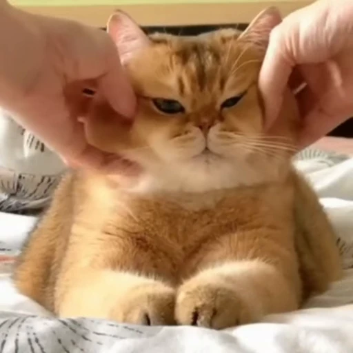 🐈 Стикер «? Cats» для Telegram