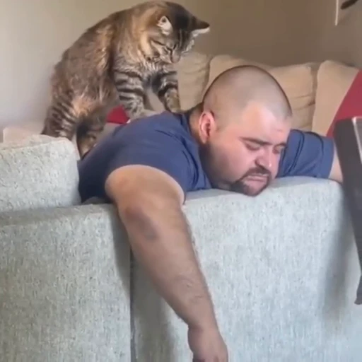 🐈 Стикер «? Cats» для Telegram