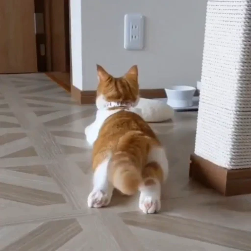 🐈 Стикер «? Cats» для Telegram