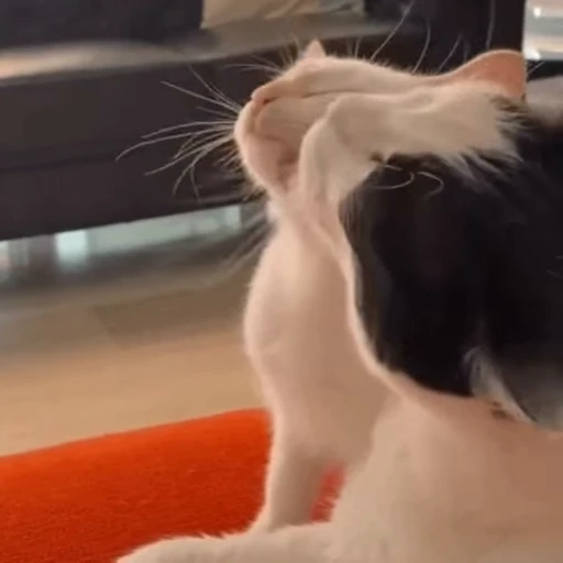 🐈 Стикер «? Cats» для Telegram