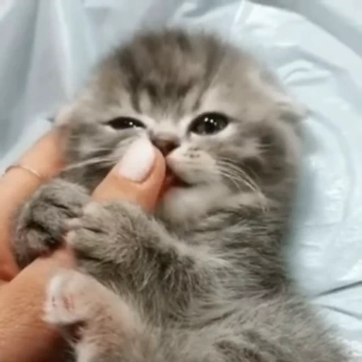 🐈 Стикер «? Cats» для Telegram