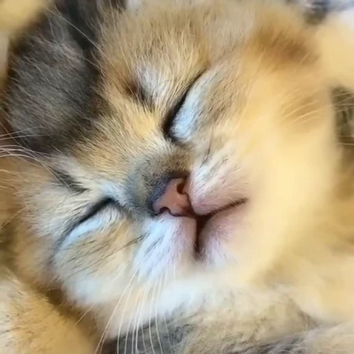 🐈 Стикер «? Cats» для Telegram