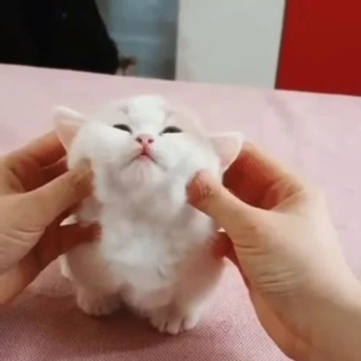 🐈 Стикер «? Cats» для Telegram