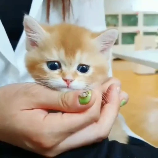 🐈 Стикер «? Cats» для Telegram