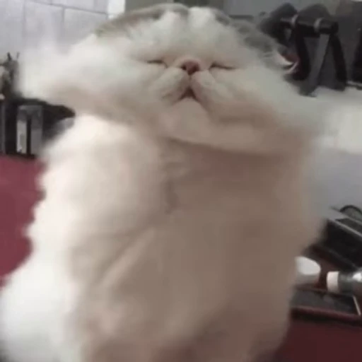 🐈 Стикер «? Cats» для Telegram