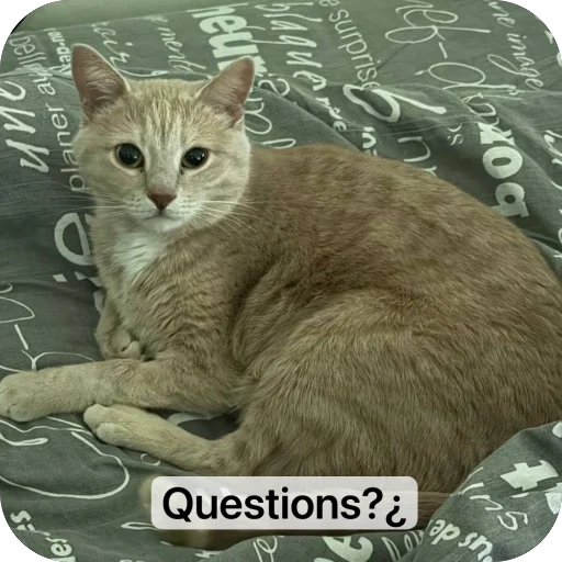 🫥 Стикер «Вовка Цезарь и Борис» для Telegram