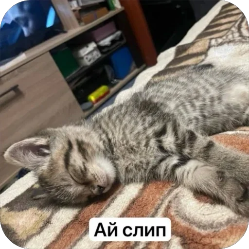 🫥 Стикер «Вовка Цезарь и Борис» для Telegram