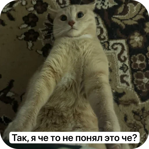 🫥 Стикер «Вовка Цезарь и Борис» для Telegram