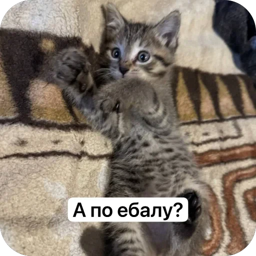 🫥 Стикер «Вовка Цезарь и Борис» для Telegram