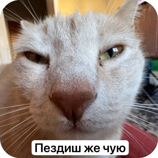 🫥 Стикер «Вовка Цезарь и Борис» для Telegram