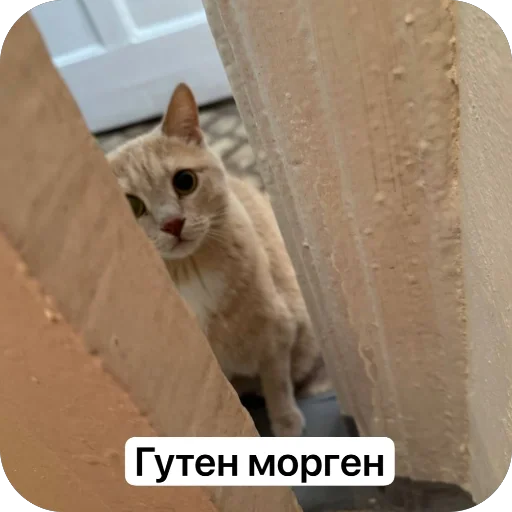 🫥 Стикер «Вовка Цезарь и Борис» для Telegram