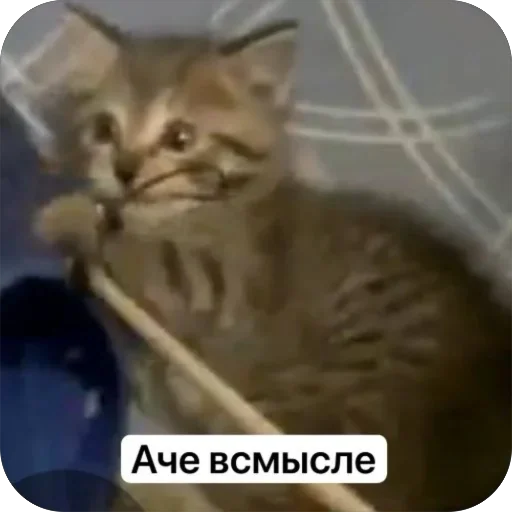 🫥 Стикер «Вовка Цезарь и Борис» для Telegram