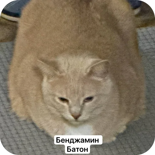 🫥 Стикер «Вовка Цезарь и Борис» для Telegram