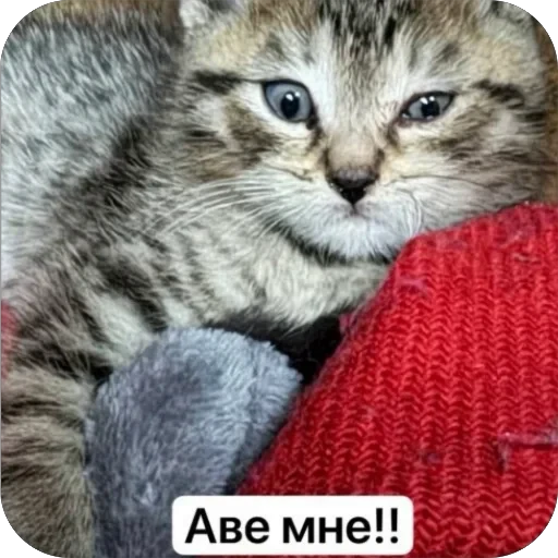 🫥 Стикер «Вовка Цезарь и Борис» для Telegram
