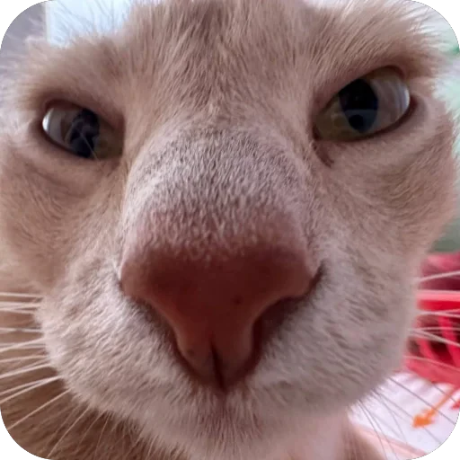 🫥 Стикер «Вовка Цезарь и Борис» для Telegram