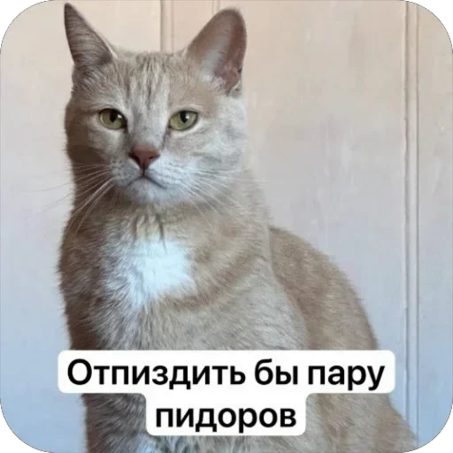 🫥 Стикер «Вовка Цезарь и Борис» для Telegram