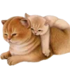 Стикер 16 Кошачья Жизнь