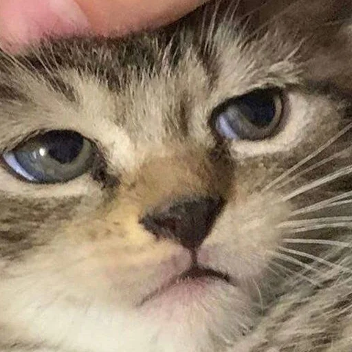 😕 Стикер «кис кис я котик ты котик» для Telegram