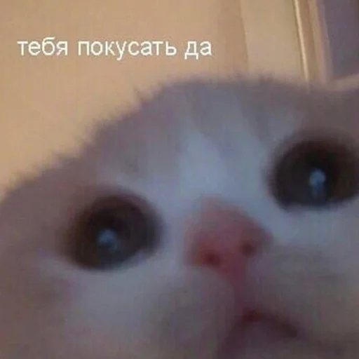🤭 Стикер «кис кис я котик ты котик» для Telegram