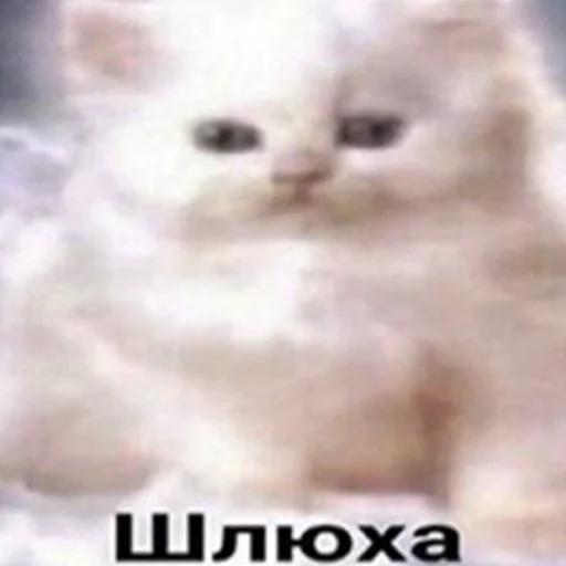 😇 Стикер «кис кис я котик ты котик» для Telegram