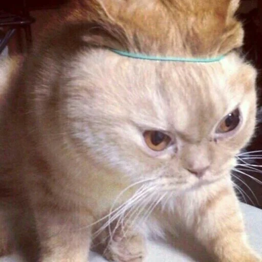 😁 Стикер «кис кис я котик ты котик» для Telegram