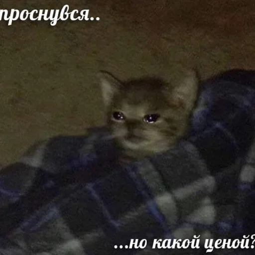 ☕️ Стикер «кис кис я котик ты котик» для Telegram