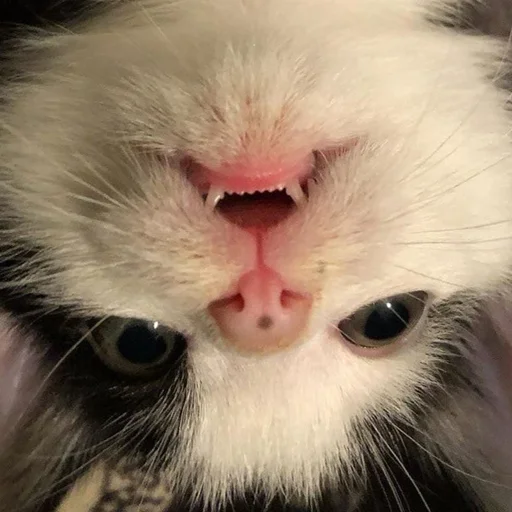 🥺 Стикер «кис кис я котик ты котик» для Telegram