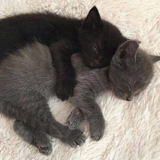 💕 Стикер «кис кис я котик ты котик» для Telegram