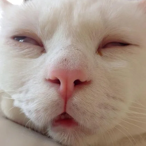 😒 Стикер «кис кис я котик ты котик» для Telegram
