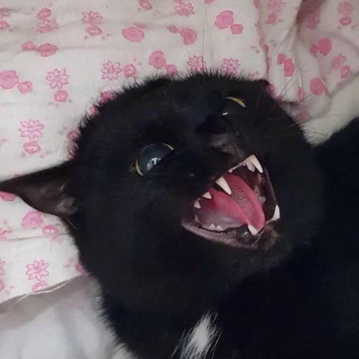 🤯 Стикер «кис кис я котик ты котик» для Telegram
