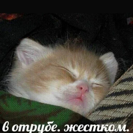 🛌 Стикер «кис кис я котик ты котик» для Telegram