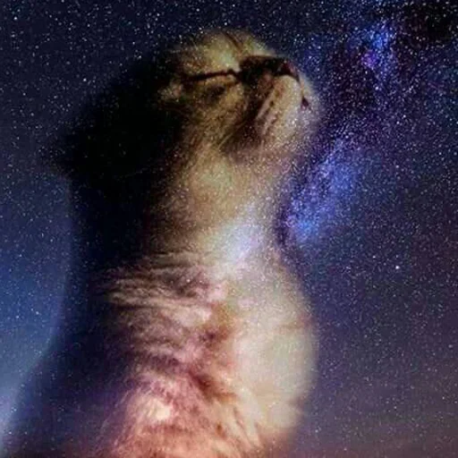 🌌 Стикер «кис кис я котик ты котик» для Telegram