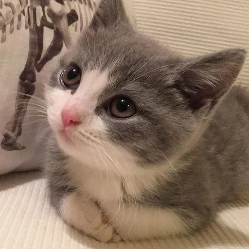 🥺 Стикер «кис кис я котик ты котик» для Telegram