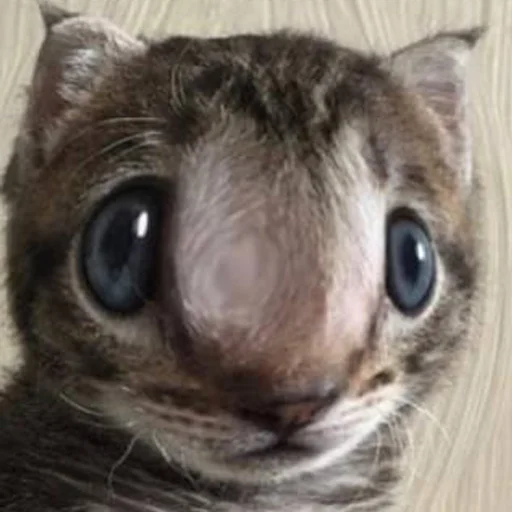 😳 Стикер «кис кис я котик ты котик» для Telegram